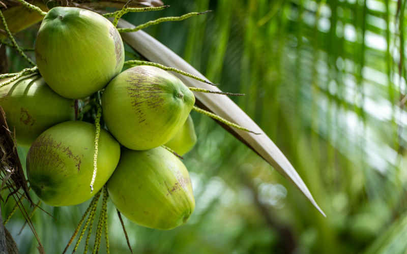 Organic fresh coconut: its benefits