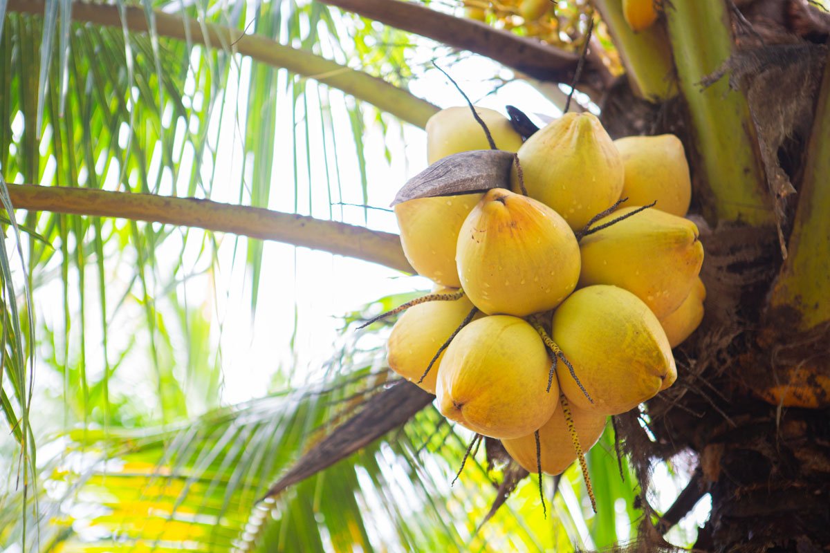 What is a Coconut?